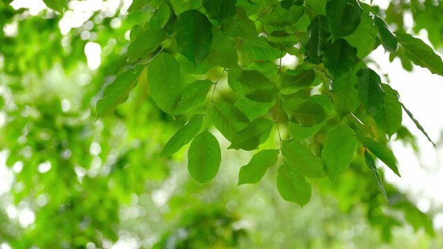 View in leaf green trees and  deciduous trees and the wind blowing the leaf and trees of The rich natural ecosystem of the forest .concept is about conservation forest