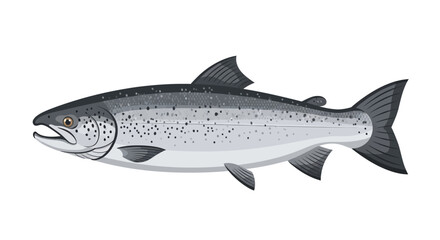 Realistic illustration of a salmon fish on white background
