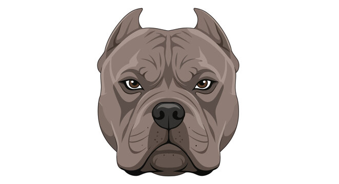 Vector illustration of a serious pitbull dog face on white background