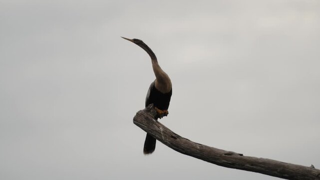 Anhinga bird perched on branch against cloudy sky