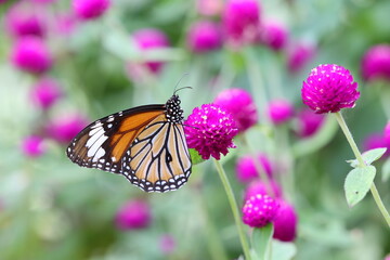 Obraz premium butterfly on a flower