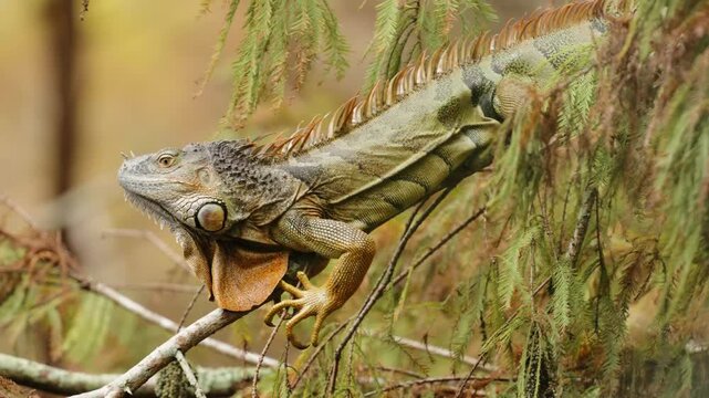 Iguana shaking head and walking on tree branch before it breaks