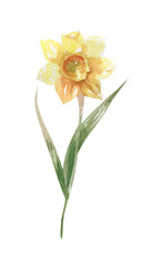 Watercolor daffodil flower illustration with leaves, hand drawn spring botanical artwork isolated on white background