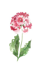 Watercolor pink primrose flower illustration with leaves, hand drawn spring botanical element isolated on white background