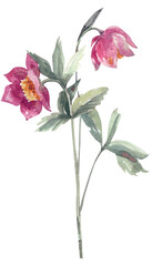 Watercolor hellebore flower illustration with leaves, hand drawn spring botanical artwork isolated on white background