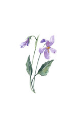 Watercolor blue wildflower illustration with leaves, hand drawn spring botanical artwork isolated on white background