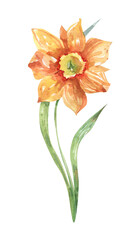 Watercolor orange daffodil flower illustration with leaves, hand drawn spring botanical artwork isolated on white background
