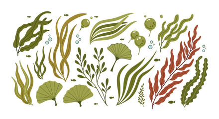 Vector illustration of various seaweed and marine plants © Rohim