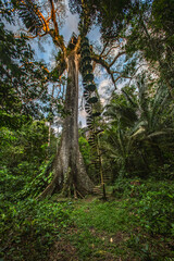 A towering kapok tree in the Amazon rainforest, surrounded by dense greenery and smaller plant species