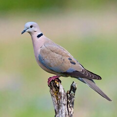 A solitary bird perched on a weathered tree branch. Its plumage features subtle hues of grey, brown, and blue. The background is blurred