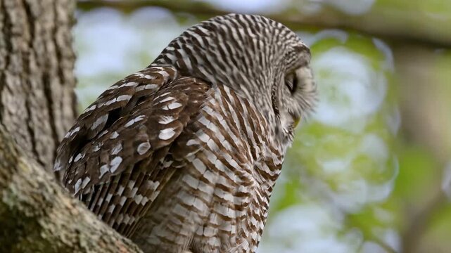 Seamless loop of a sharp focus rack traveling across the beautifully patterned mottled plumage of a resting barred owl showcasing natural abstract texture unique, sharp, loop