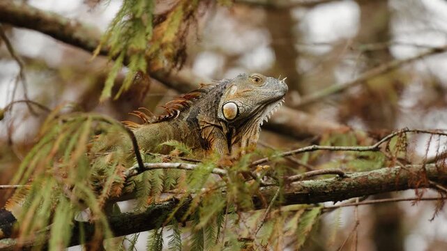 Green iguana resting on tree branch and looking around