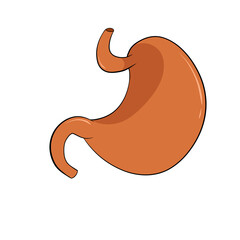 Fototapeta premium Illustration of a human stomach organ. Anatomy of the digestive system for medical education and healthcare concept. Realistic internal organ icon isolated on white background.