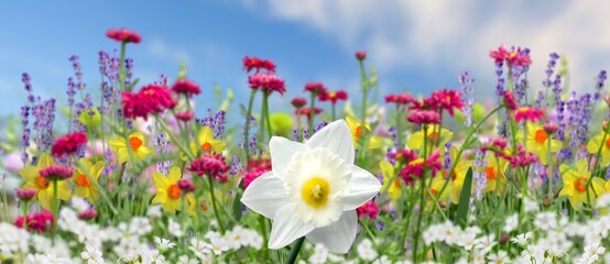Obraz premium Colorful beautiful flowers at meadow in spring day