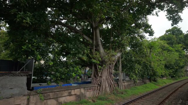 lone banyan tree takes over retaining wall near railroad tracks in south asia
