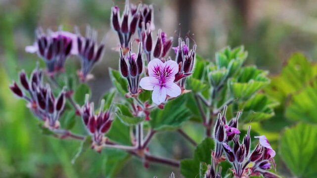 Naturally growing, endemic purple Cape Rose Geranium fynbos flower growing in Hermanus, South Africa