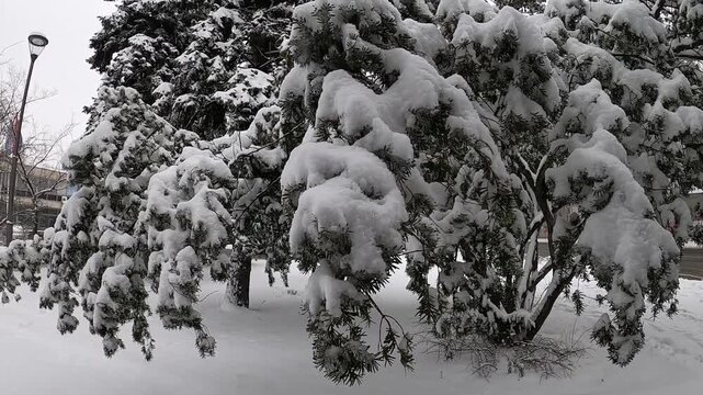 Coniferous trees in the snow in a city park