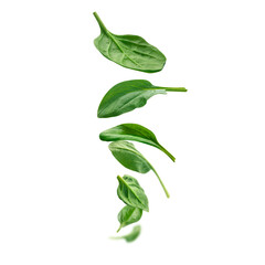 Green spinach leaves levitate on a white background