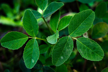 Naklejka premium green leaves in the garden