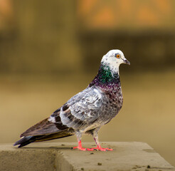 Obraz premium close up of a pigeon