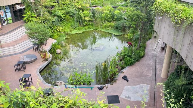 Groundskeepers Cleaning and Maintaining a Lush Tropical Pond in Singapore