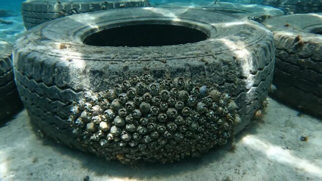 Underwater artificial reef made of tires covered in barnacles and marine life on sandy seabed