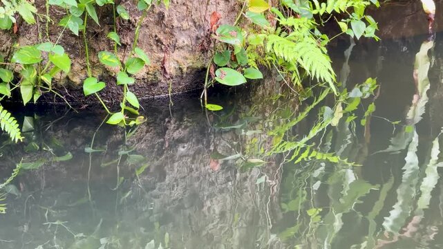 Tropical Fern and Green Foliage Reflecting in Still Jungle Water