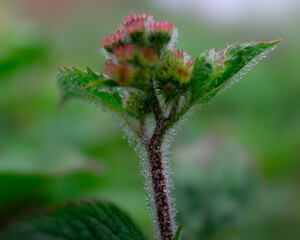 Obraz premium flower of a flower with water droplets