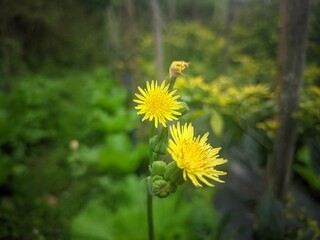Yellow flower in the garden