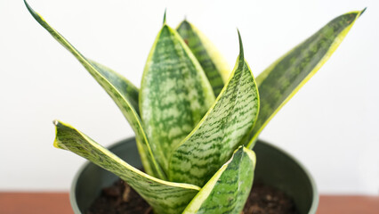 Dwarf snake plant aka sansevieria jade pagoda growing fertilely planted in pot
