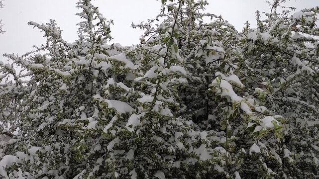 deciduous shrub in the snow under a cloudy sky