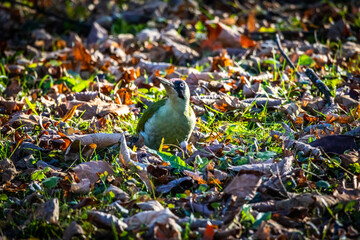 A close view of a European green woodpecker surrounded by fallen leaves shows its red crown pale face and bright eye as it surveys the ground for food capturing the quiet energy of a crisp day