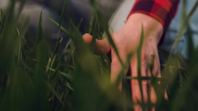 farmer hand finger touches stems green wheat leaves field sunset, agriculture farm business, hand through crop, hand feeling wheat, tranquil wheat sunset, sunset grain field, hand in farm field