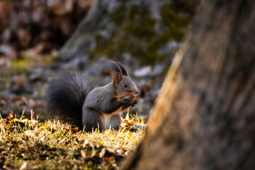 On the sunlit ground a squirrel holds a nut in tiny paws and pauses to snack. Fluffy tail curls behind while dry leaves and soft grass create a gentle autumn feeling.
