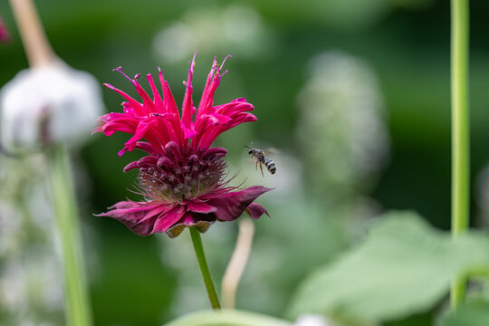 A sweat bee hovering near a fuchsia-pink bee balm flower