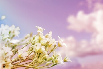 Fototapeta premium Fresh aroma flowers blooming in green garden