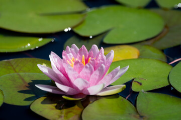 A vibrant pink water lily bloom in a pond, framed by green lily pads