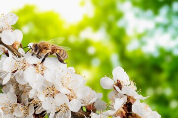 Obraz premium European wild Honey Bee on fresh flowers