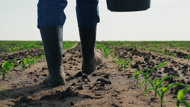 Farmer in boots walks through agricultural field. Legs feets of man in rubber boots walk along cornfield among sprouts. Agricultural business, farmer watching crop, walking along beds with bucket.