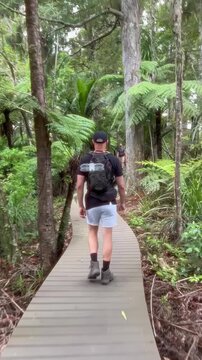 A man hikes the Cascade Kauri Walk, Waitakere, Auckland, New Zealand. He is enjoying the nature and the elevated boardwalk through the forest.