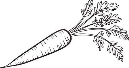 A detailed illustration of a carrot with its green leafy top still attached