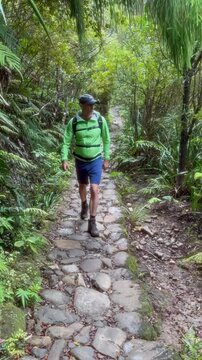 A man hikes the Kauaeranga Kauri Trail, Thames, Coromandel Peninsula, New Zealand. He is wearing a green jacket and shorts, enjoying the natural beauty of the area.