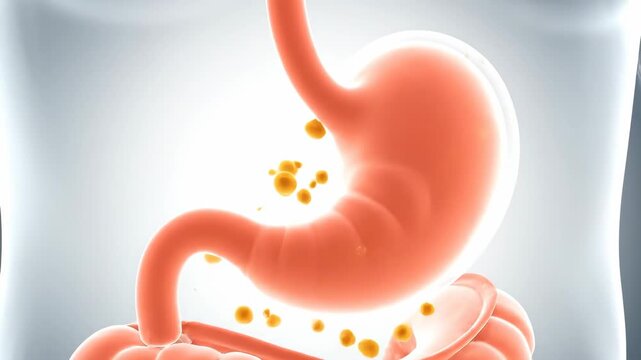 3D Visualization of Human Stomach Digestion and Peristalsis