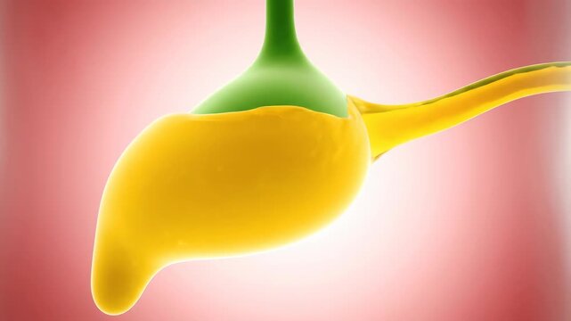 3D Visualization of Human Gallbladder Bile Release in Digestive System