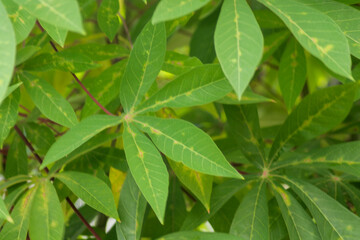 Close up photo of cassava leaves that are green	