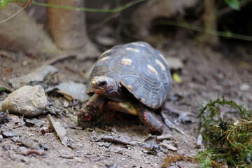 Fototapeta premium Cute small baby Red-foot Tortoise in the nature,The red-footed tortoise (Chelonoidis carbonarius) is a species of tortoise from northern South America