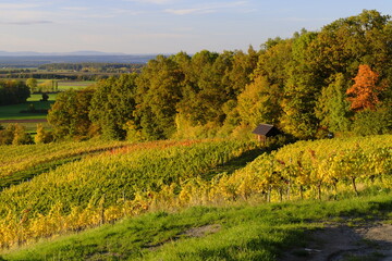 Obraz premium Weinberge bei Prüssberg im Abendlicht, Naturpark Steigerwald, Gemeinde Michelau, Landkreis Schweinfurt, Unterfranken, Franken, Bayern, Deutschland