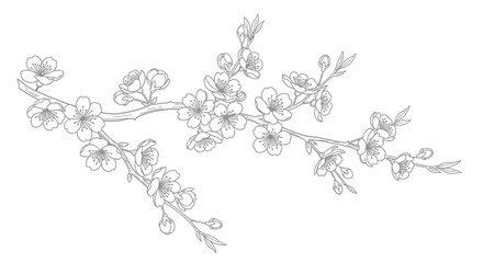 Detailed line art illustration of a cherry blossom branch with multiple delicate flowers and buds, showcasing intricate botanical beauty. © Dedi