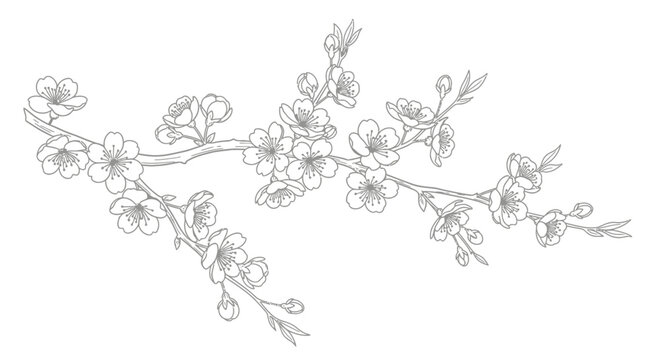 Detailed line art illustration of a cherry blossom branch with multiple delicate flowers and buds, showcasing intricate botanical beauty.