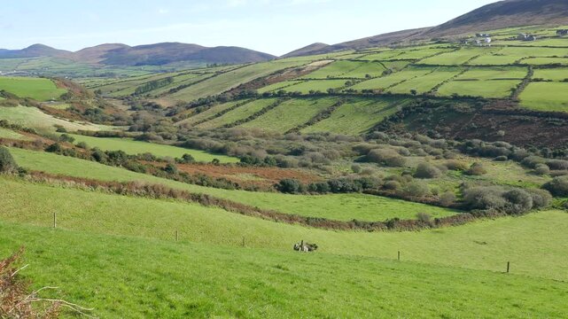 Rural Irish countryside, farmland and agriculture. In the Acres area of County Kerry, on the Dingle Peninsula in southwestern Ireland.